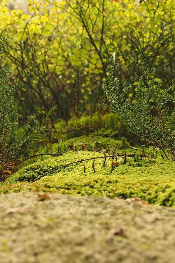 Concurseiro TOP - Canal de Educação no Telegram